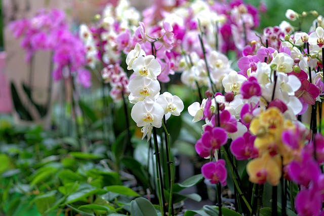 Řada barevných orchidejí