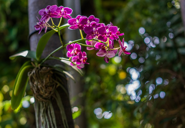 Orchidej rostoucí na stromě